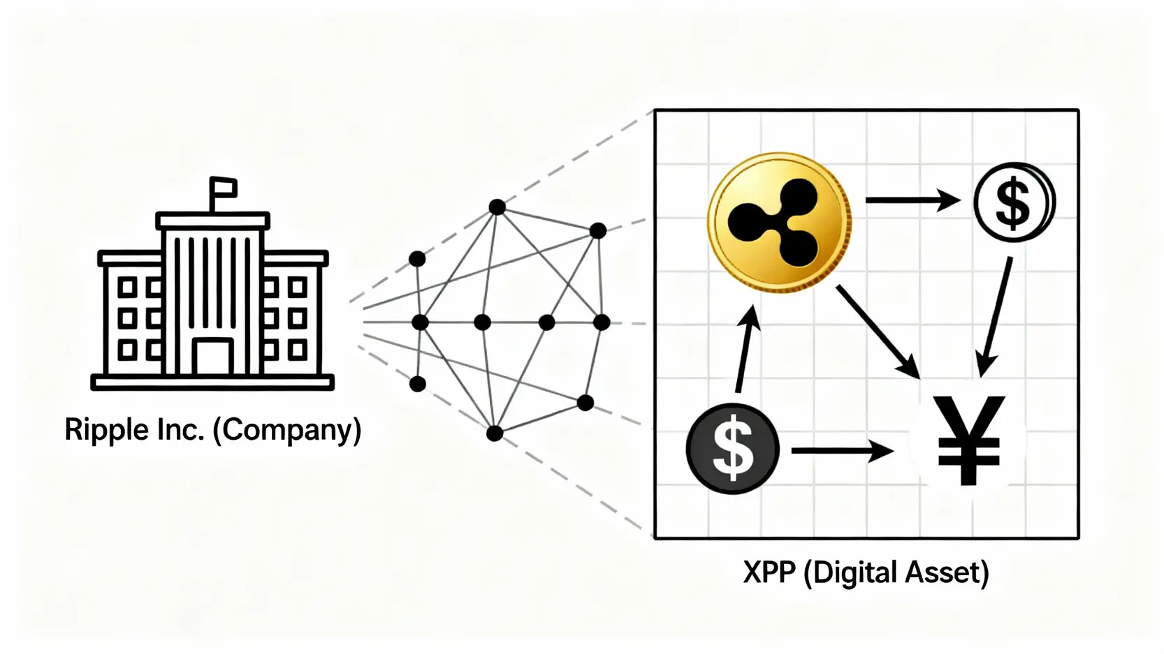 瑞波幣技術深度解析:從共識機制到支付應用,一篇看懂XRP潛力 瑞波公司(Ripple)與瑞波幣(XRP)的關係示意圖,展示了Ripple公司提供支付網路,而XRP作為橋樑貨幣在其中運作。
